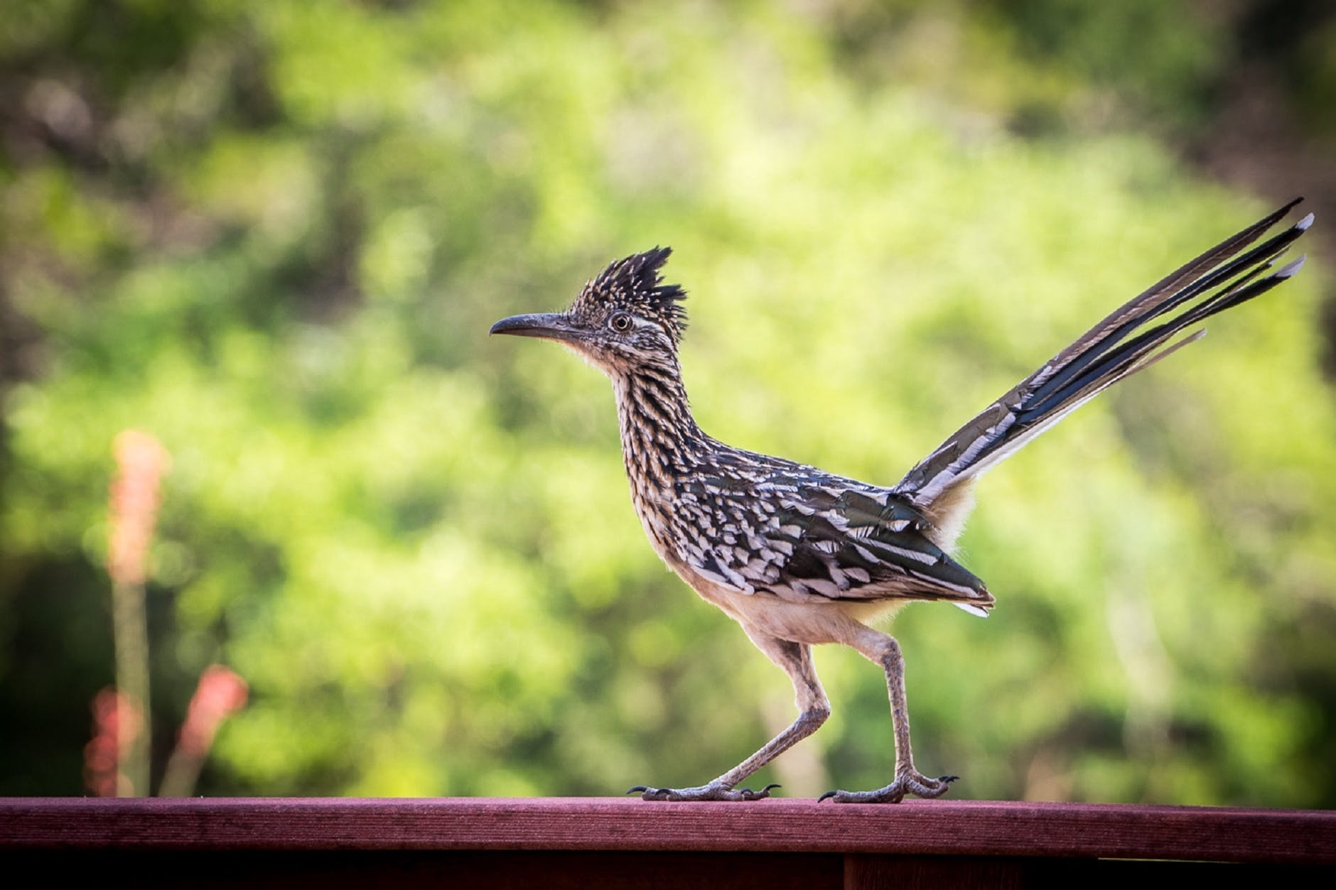 roadrunner-bird-wildlife-nature-158097.jpeg
